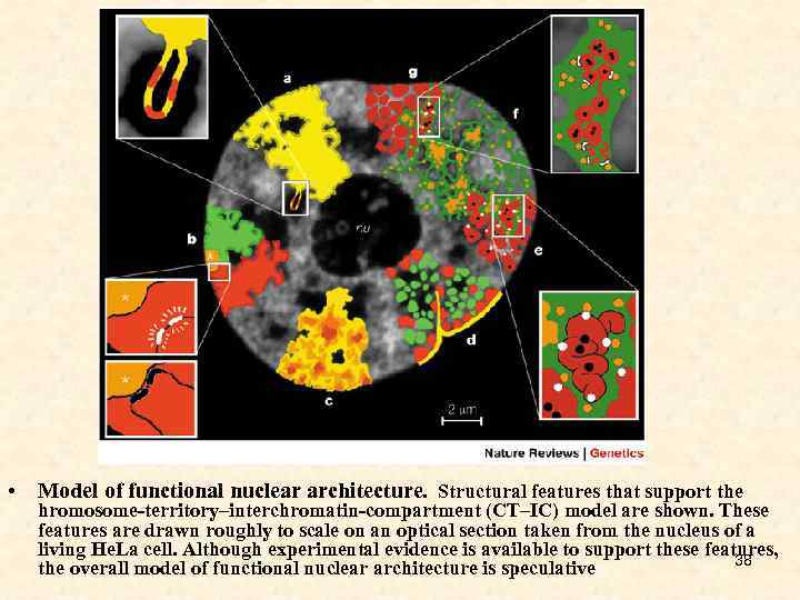  • Model of functional nuclear architecture. Structural features that support the hromosome-territory–interchromatin-compartment (CT–IC)