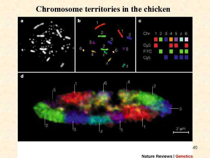 Chromosome territories in the chicken 40 