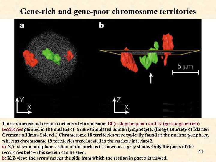 Gene-rich and gene-poor chromosome territories Three-dimensional reconstructions of chromosome 18 (red; gene-poor) and 19