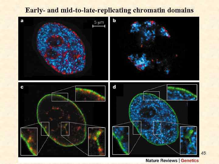 Early- and mid-to-late-replicating chromatin domains 45 