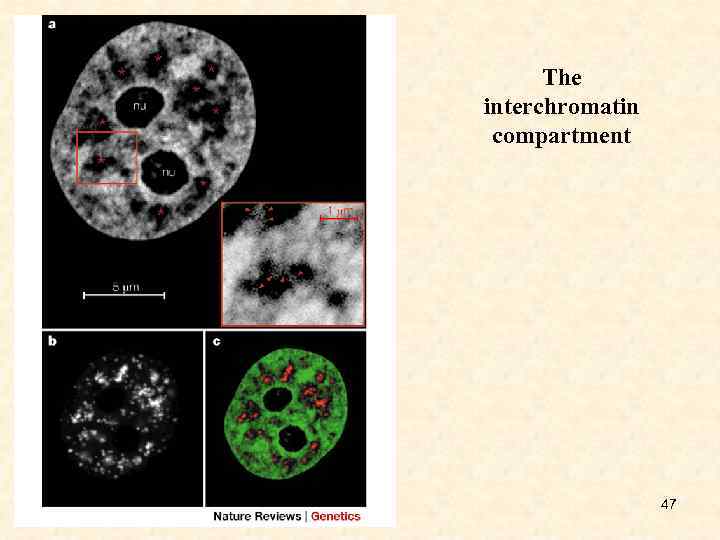 The interchromatin compartment 47 