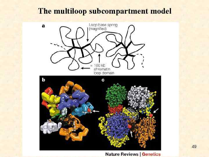 The multiloop subcompartment model 49 