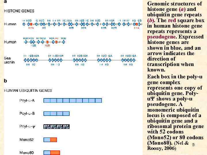  • Genomic structures of histone gene (a) and ubiquitin gene repeats (b). The