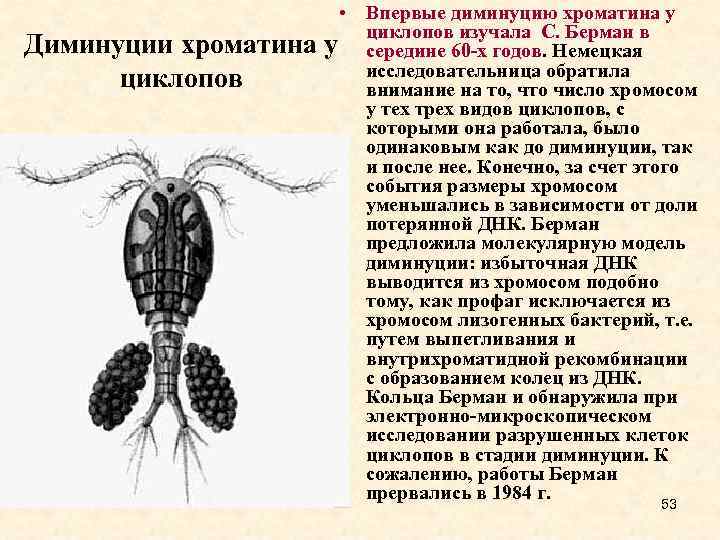  • Впервые диминуцию хроматина у циклопов изучала С. Берман в Диминуции хроматина у