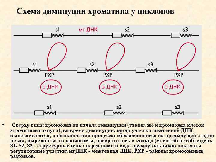 Схема диминуции хроматина у циклопов • Сверху вниз: хромосома до начала диминуции (такова же