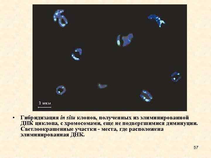  • Гибридизация in situ клонов, полученных из элиминированной ДНК циклопа, с хромосомами, еще