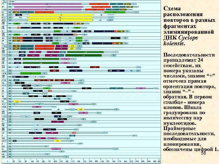 Схема расположения повторов в разных фрагментах элиминированной ДНК Cyclops kolensis. Последовательности принадлежат 24 семействам,