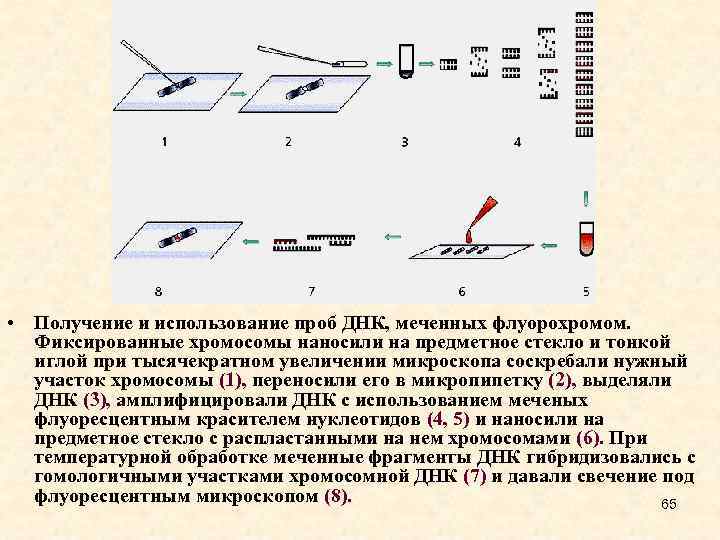  • Получение и использование проб ДНК, меченных флуорохромом. Фиксированные хромосомы наносили на предметное