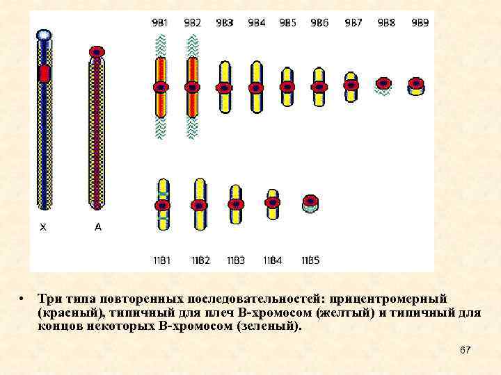  • Три типа повторенных последовательностей: прицентромерный (красный), типичный для плеч В-хромосом (желтый) и
