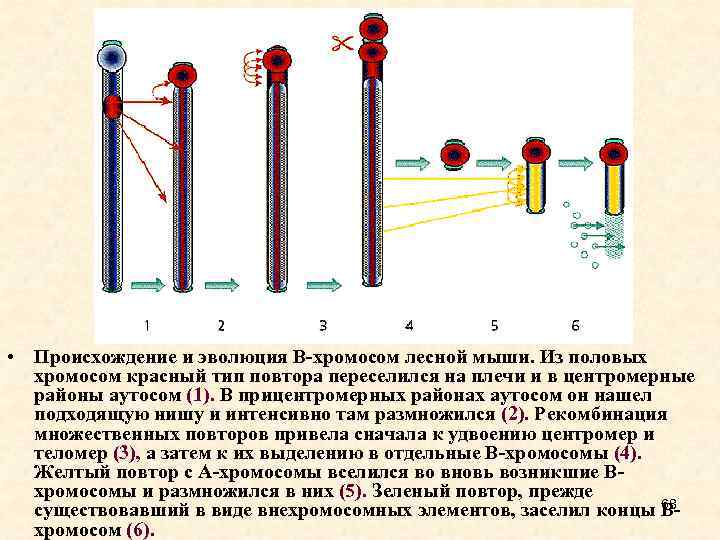  • Происхождение и эволюция В-хромосом лесной мыши. Из половых хромосом красный тип повтора