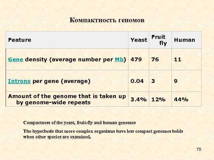 Компактность геномов Fruit fly Human Gene density (average number per Mb) 479 76 11