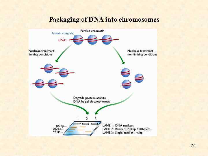 Packaging of DNA into chromosomes 76 