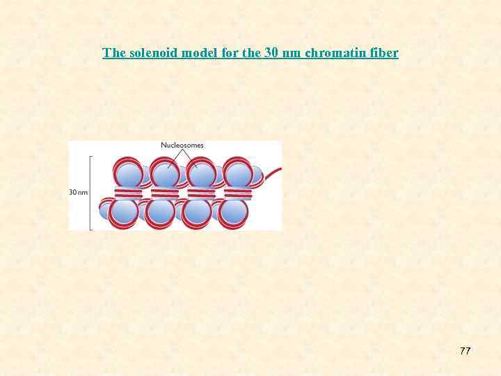 The solenoid model for the 30 nm chromatin fiber 77 