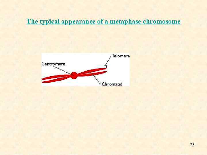 The typical appearance of a metaphase chromosome 78 