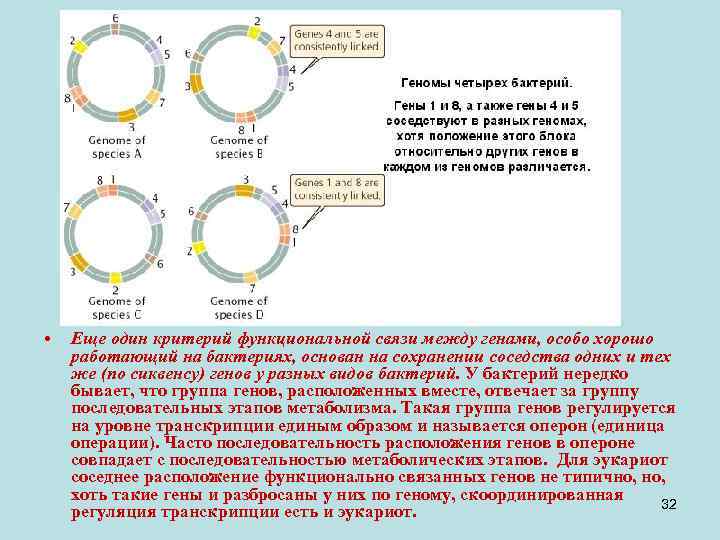  • Еще один критерий функциональной связи между генами, особо хорошо работающий на бактериях,