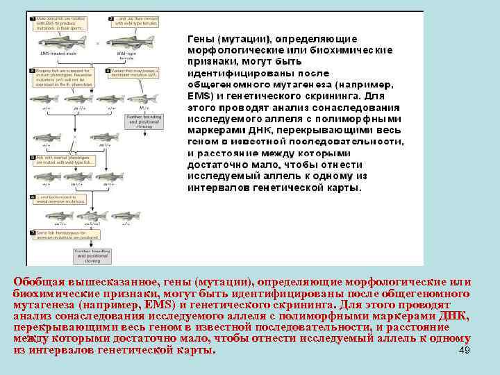 Обобщая вышесказанное, гены (мутации), определяющие морфологические или биохимические признаки, могут быть идентифицированы после общегеномного