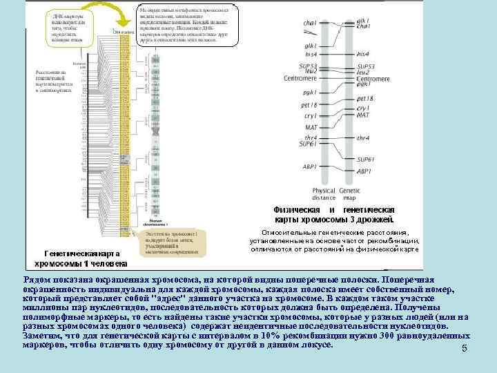 Рядом показана окрашенная хромосома, на которой видны поперечные полоски. Поперечная окрашенность индивидуальна для каждой
