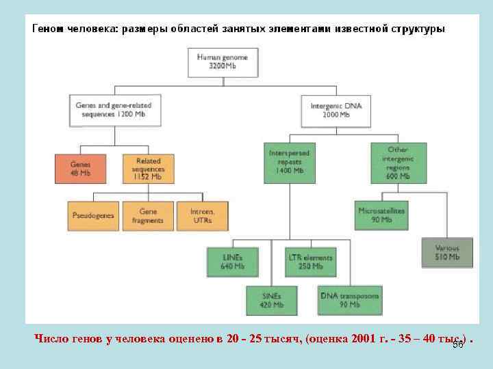 Число генов у человека оценено в 20 - 25 тысяч, (оценка 2001 г. -