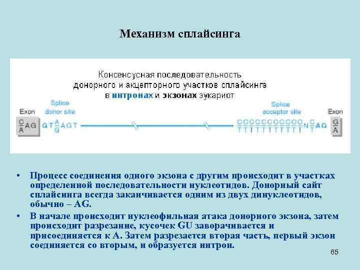 Механизм сплайсинга • Процесс соединения одного экзона с другим происходит в участках определенной последовательности