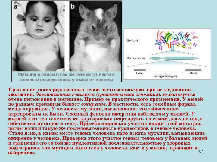 Сравнения таких родственных генов часто используют при исследовании эволюции. Эволюционная геномика (сравнительная геномика), используется