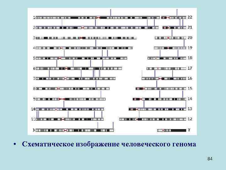  • Схематическое изображение человеческого генома 84 