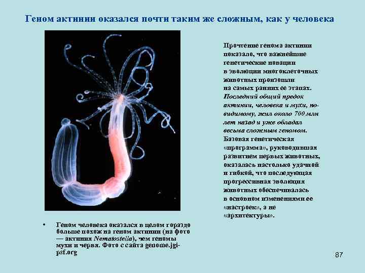 Геном актинии оказался почти таким же сложным, как у человека Прочтение генома актинии показало,