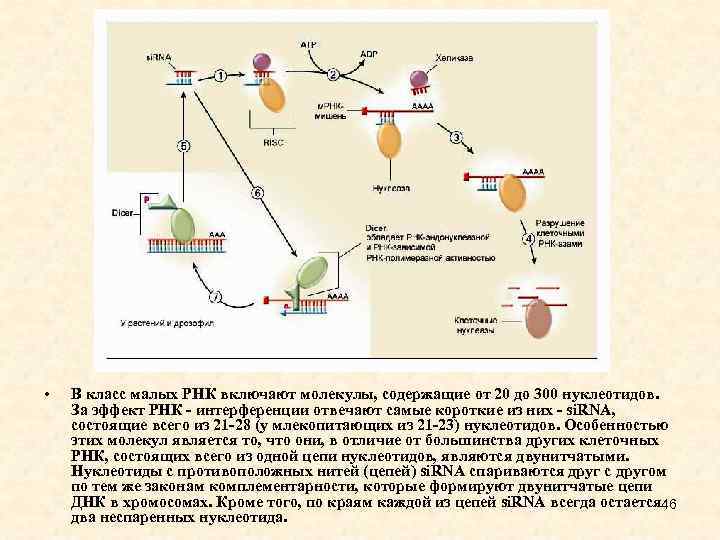 • В класс малых РНК включают молекулы, содержащие от 20 до 300 нуклеотидов.