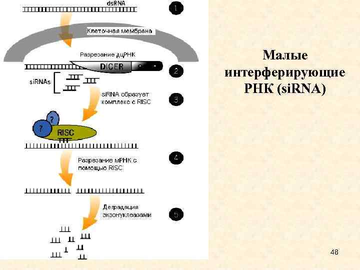 Малые интерферирующие РНК (si. RNA) 48 