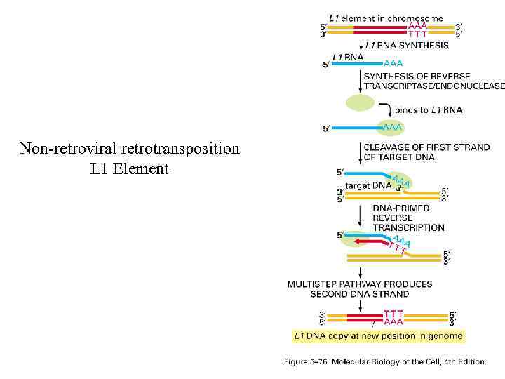 Non-retroviral retrotransposition L 1 Element 