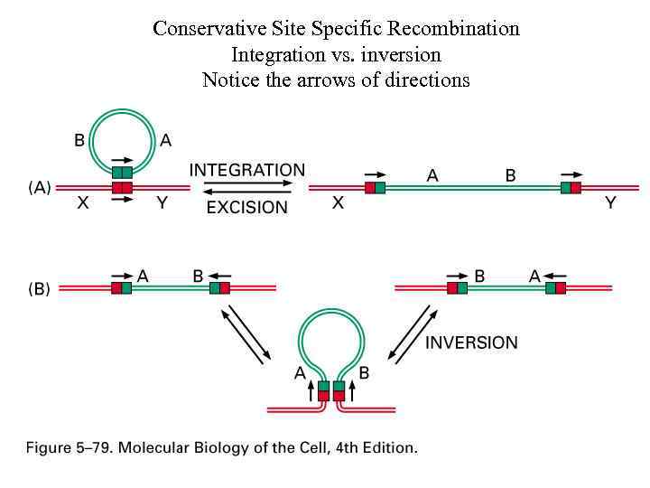 Conservative Site Specific Recombination Integration vs. inversion Notice the arrows of directions 