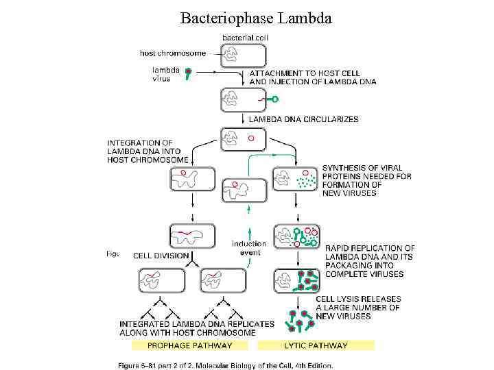 Bacteriophase Lambda 