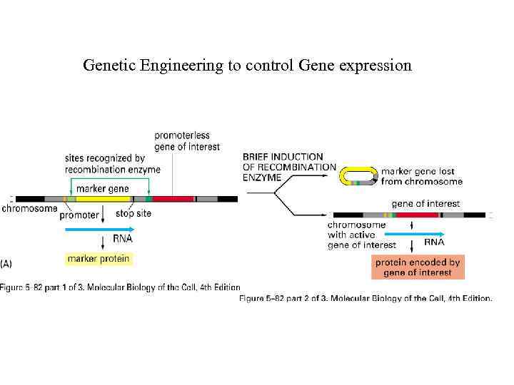 Genetic Engineering to control Gene expression 