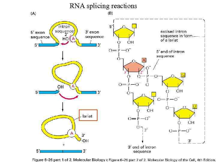 RNA splicing reactions 