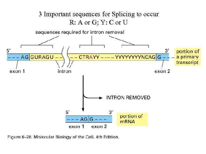 3 Important sequences for Splicing to occur R: A or G; Y: C or