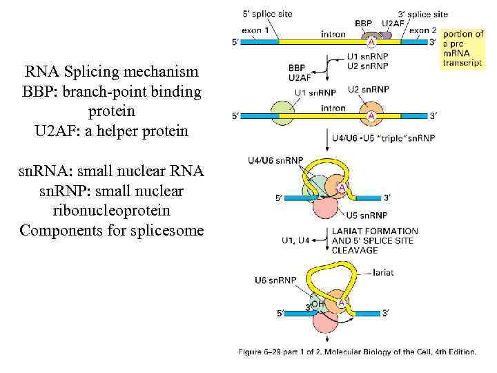 RNA Splicing mechanism BBP: branch-point binding protein U 2 AF: a helper protein sn.