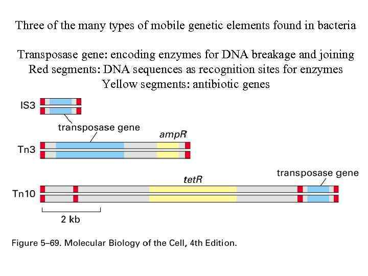 Three of the many types of mobile genetic elements found in bacteria Transposase gene: