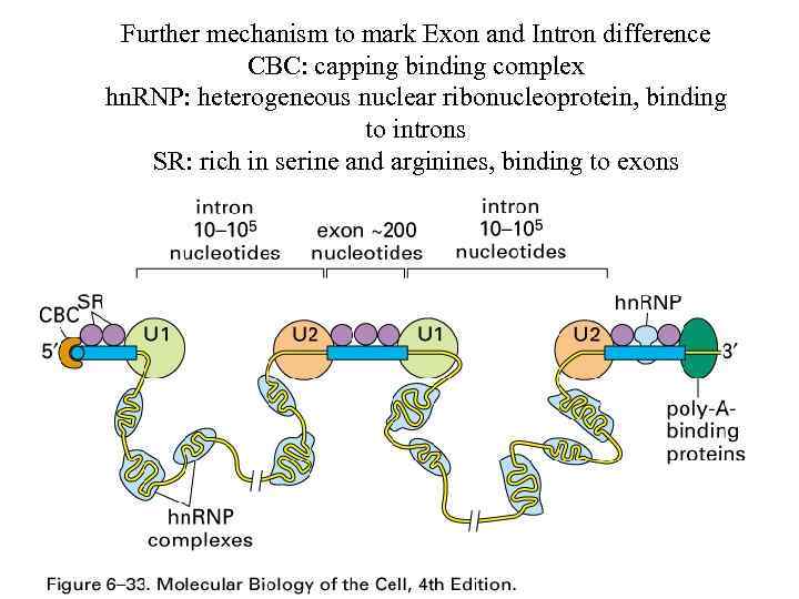 Further mechanism to mark Exon and Intron difference CBC: capping binding complex hn. RNP: