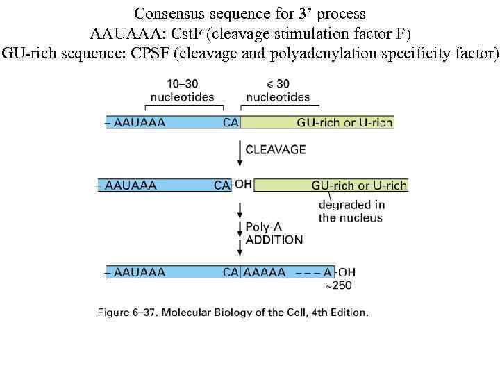 Consensus sequence for 3’ process AAUAAA: Cst. F (cleavage stimulation factor F) GU-rich sequence: