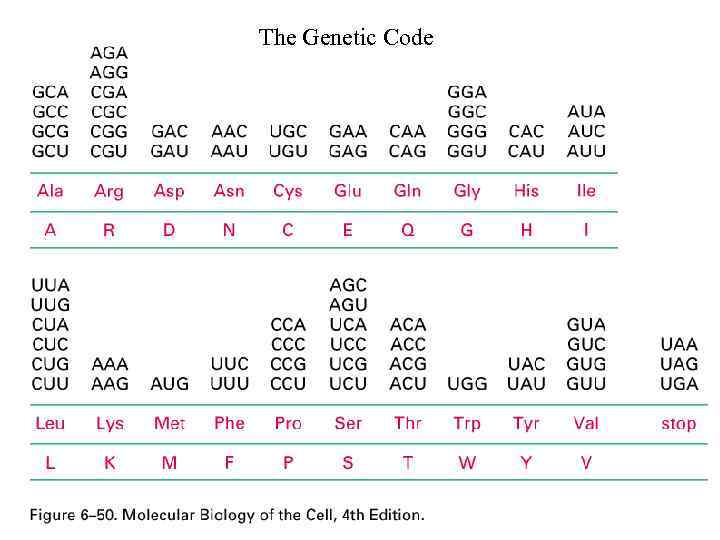 The Genetic Code 