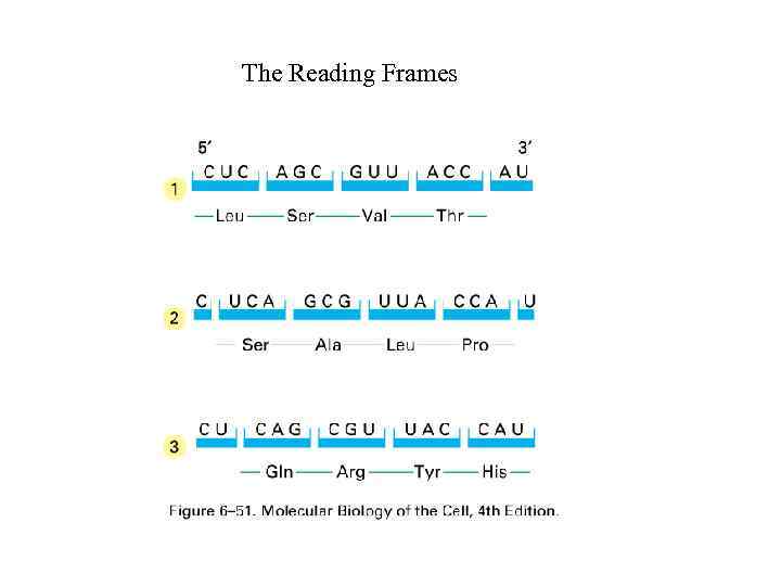 The Reading Frames 