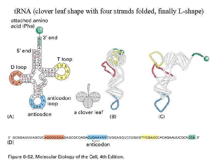 t. RNA (clover leaf shape with four strands folded, finally L-shape) 