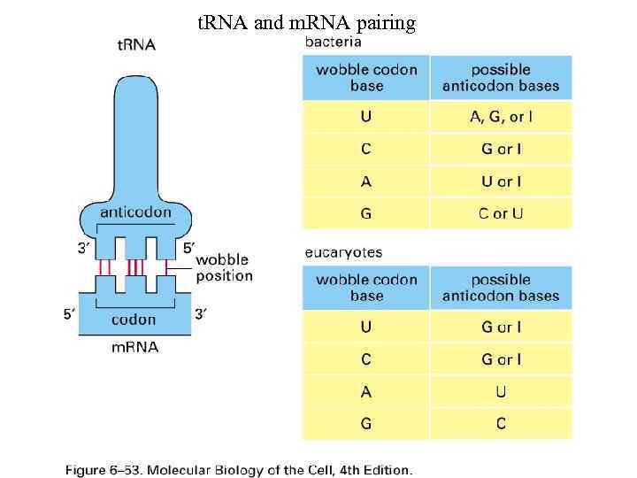 t. RNA and m. RNA pairing 