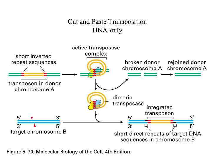 Cut and Paste Transposition DNA-only 