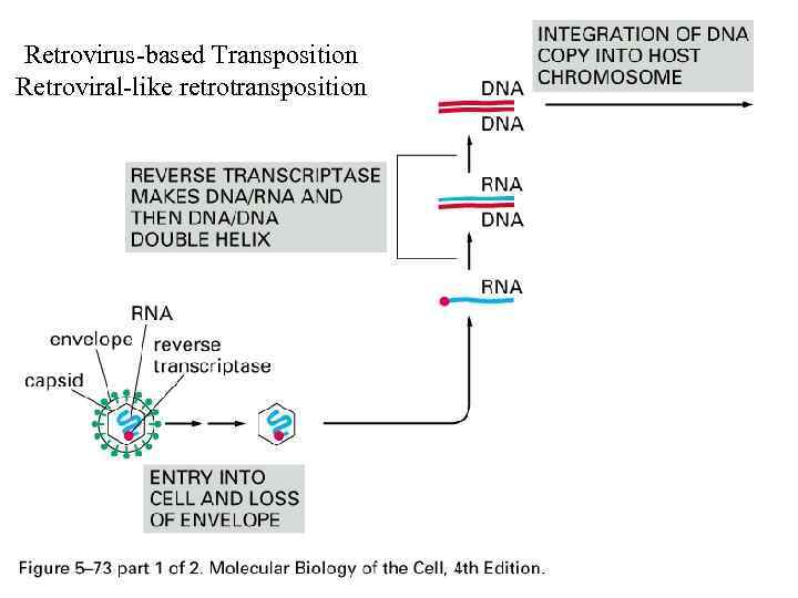 Retrovirus-based Transposition Retroviral-like retrotransposition 