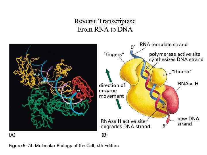 Reverse Transcriptase From RNA to DNA 