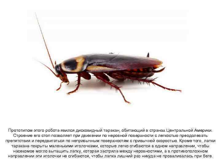 Прототипом этого робота явился дисковидный таракан, обитающий в странах Центральной Америки. Строение его стоп