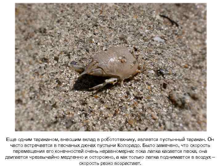 Еще одним тараканом, внесшим вклад в робототехнику, является пустынный таракан. Он часто встречается в