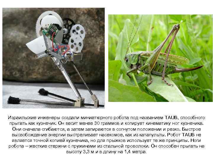 Израильские инженеры создали миниатюрного робота под названием TAUB, способного прыгать как кузнечик. Он весит
