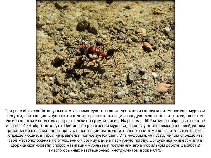 При разработке роботов у насекомых заимствуют не только двигательные функции. Например, муравьибегунки, обитающие в