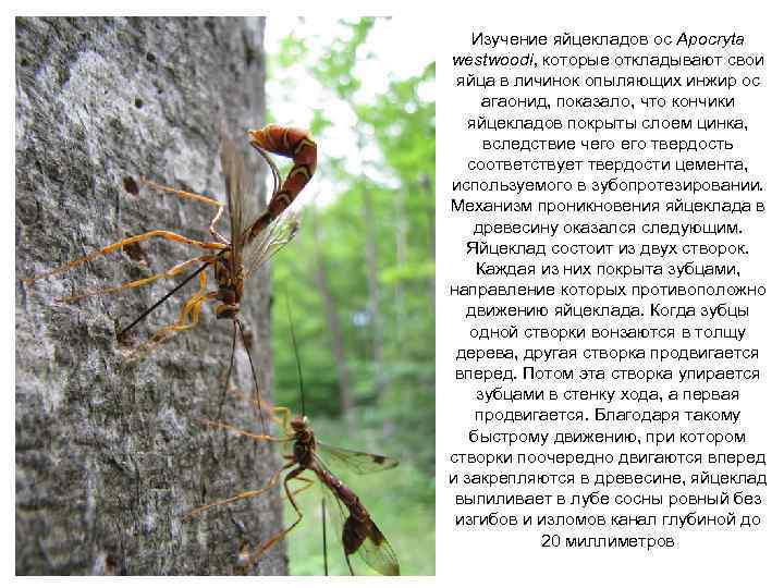 Изучение яйцекладов ос Apocryta westwoodi, которые откладывают свои яйца в личинок опыляющих инжир ос